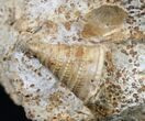 Large Ammonite Plate Three Species - France #10020-3